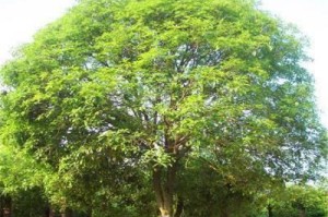探究香樟——一种神奇的植物（了解香樟的种类、特征与用途）