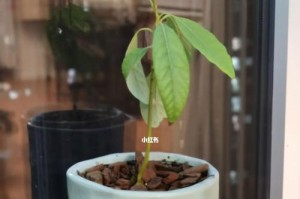 如何种植牛油果核（从核到盆栽，一步步教你如何种植牛油果）