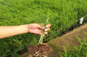 如何为芦笋选择最佳肥料？（探究芦笋喜欢的肥料种类，为您的芦笋提供最佳护理）