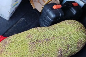 如何判断菠萝成熟与否（准确的方法让你不再买到生菠萝）