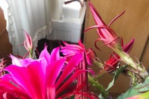 荷花令箭修剪方法（打造优美荷花令箭，不可错过的技巧）