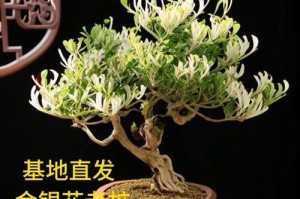 如何在冬天正确养护金银花盆栽（金银花盆栽冬季养护全攻略）