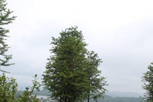 沙树的种类、分布和特点（了解沙树，认识沙漠）