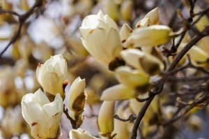 白玉兰，一年开几次花？（探究白玉兰的开花规律）