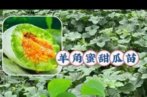 羊角蜜成熟的季节（探寻羊角蜜的成熟时间及品质特点）
