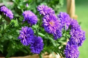 冬季种类花卉大全（寒冬里点缀生活的美丽花卉）