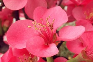 探寻海棠花气味的奥秘（什么是海棠花气味？）