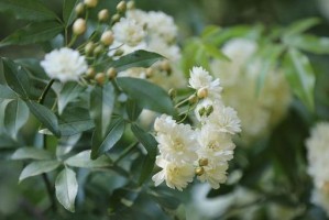 木香花真的有香味吗？（探究木香花的芬芳之谜）