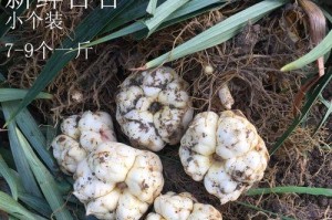 百合，最佳时令美食的选择（春之花香，夏之鲜美，秋之补益，冬之滋补）