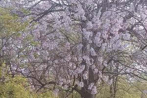 梧桐花的意义与象征（一朵花，千般含义，令人嘱思）