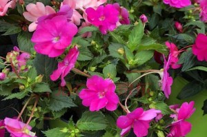 非洲凤仙花——多年生的优雅之花（探秘非洲凤仙花的生长特性与养护技巧）