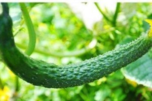 黄瓜种植指南（种植周期、收获时间、关键技巧）
