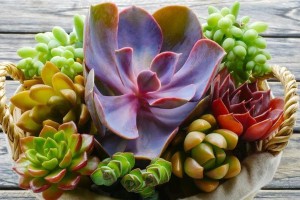 多肉适合什么季节种植最佳？（多肉植物的最佳栽种时间及注意事项）