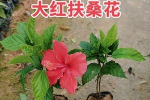 扶桑花室内养护全指南（适合家居环境的扶桑花种植，简单易学！）
