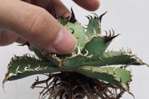 植物修根的技巧与方法（优化植物生长的关键——正确修剪根系）