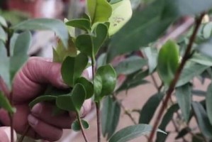 茶花的种植与养护（正确的上盆时间与方法）