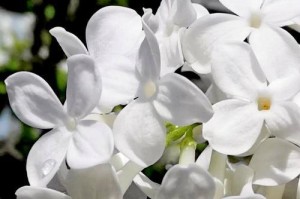 丁香花的浇水技巧（如何科学地给丁香花浇水提高生长状况）
