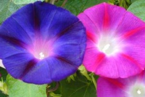 牵牛花的五彩缤纷（探究牵牛花的多彩色彩与美丽魅力）
