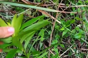狗吃草，你知道该怎么选吗？（不同品种的狗吃什么草最好？为什么？）