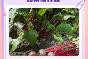 甜菜根种植时间的选择（什么时候种植最好？如何选择种植时间？）
