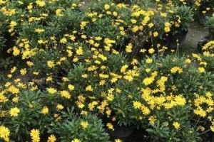 揭秘木春菊的生命周期（木春菊，是一种多年生植物吗？）
