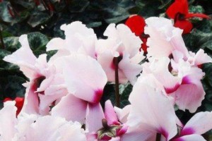 仙客来有毒吗？如何在家里养？（了解仙客来的毒性，合理养护爱护）