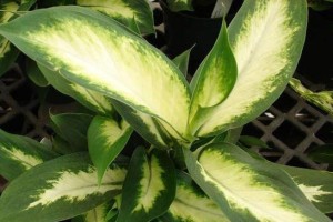 万年青喜光（解密万年青植物对光线的喜爱程度及适宜条件）