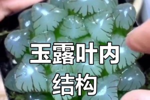 玉露的叶子蔫了，该如何处理？（如何救活蔫掉的玉露叶子）