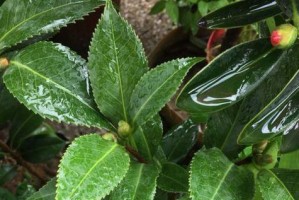 茶花树干枯怎么救？