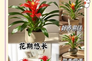 解决鸿运当头叶子卷曲问题的完美方法（针对盆栽植物的叶子卷曲原因及处理方法）