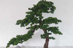 美人松是裸子植物吗？（揭开美人松真正的身份，了解裸子植物的特点与生长习性）