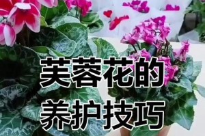 夏季怎样养护芙蓉花（打造迷人芙蓉花园）