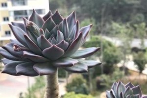 粉蓝鸟多肉养护全攻略（如何打造一个健康美丽的粉蓝鸟多肉）