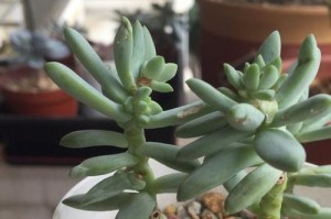 多肉叶子开裂的原因及解决方法（多肉植物叶子开裂，如何救治？）