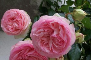 龙沙宝石开花频率之谜（揭秘龙沙宝石开花规律，让你了解这颗宝石的神奇之处）