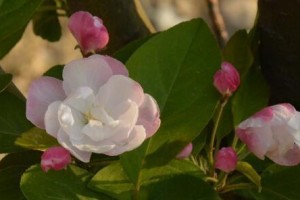 海棠树开花的时间和花期（海棠树是什么？花期有多长？什么时候开花？）