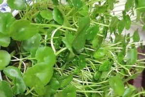 蒜苗的光照需求（喜阳光还是喜阴？探究蒜苗的光照需求）