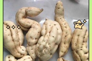 红薯养殖指南（从种植到收获，全面掌握红薯种植技巧）