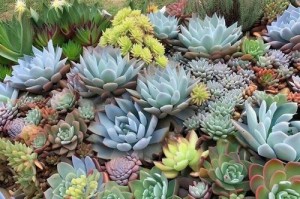 夏季多肉植物养护全攻略（让你的多肉健康度过炎炎夏日）
