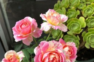 党的精神代表花——延年菊（延年菊在党的精神中所扮演的角色）