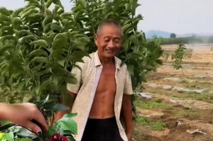 车厘子种植技巧解密（掌握最佳时间，创造收成的最大价值）