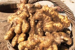 生姜生长期有多长时间？（探究生姜生长的环境和条件以及生长周期。）