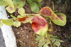 蓝莓叶子为什么发黄？（产生原因、预防措施及治疗方法）