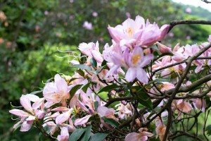 探秘法国梧桐开花奇景（梧桐花的美丽与神秘）