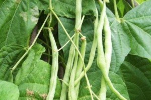 豆角果实的探究（豆角的真正身份与生长过程）