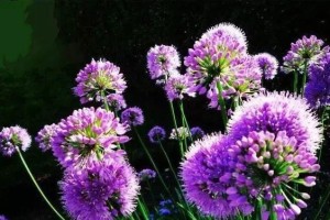 光明之花-百合的花语（以光明为主题的花语赋予我们生命的希望）