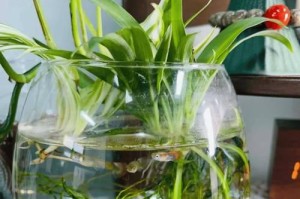 冬季水培绿萝的换水技巧（温暖室内，换水养绿萝）