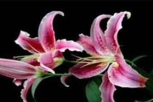 独立之花语——向日葵的启示（从独立到成长，向日葵花语深意解析）
