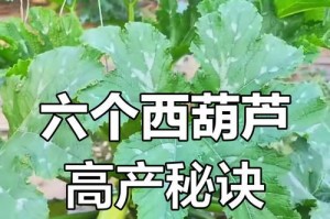 葫芦种植全攻略（如何在正确的时间和方法下种植葫芦）