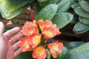 冬季的花海——赏析冬季种类花卉（寒冬也有绽放的美丽，让我们一起来欣赏那些美丽的花儿吧！）